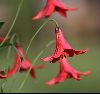 <em>Lilium canadense Red form</em>